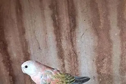 Lilianka Opaline Pale fallow