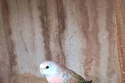 Lilianka Opaline Pale fallow, Małopolskie, Proszowice