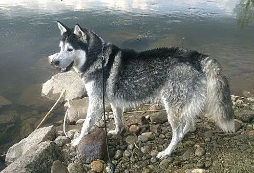 Genti szuka partnerki Husky, małopolskie Nowy Sąc