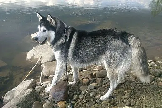 Genti szuka partnerki Husky,  małopolskie Nowy Sąc