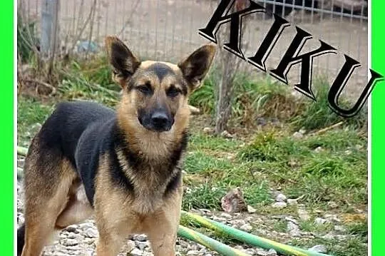 KIKU pies o trzech łapkach w typie owczarka,łagodn