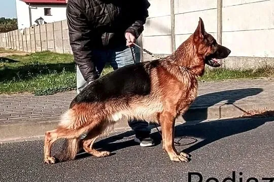 owczarek niemiecki reproduktor FCI
