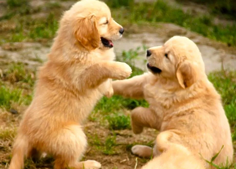 Chłopaki linii Amerykański Golden Retriever, Opolskie, Kędzierzyn-Koźle
