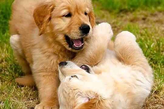 Chłopaki linii Amerykański Golden Retriever, Opolskie, Kędzierzyn-Koźle