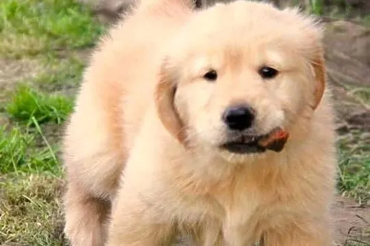 Chłopaki linii Amerykański Golden Retriever, Opolskie, Kędzierzyn-Koźle