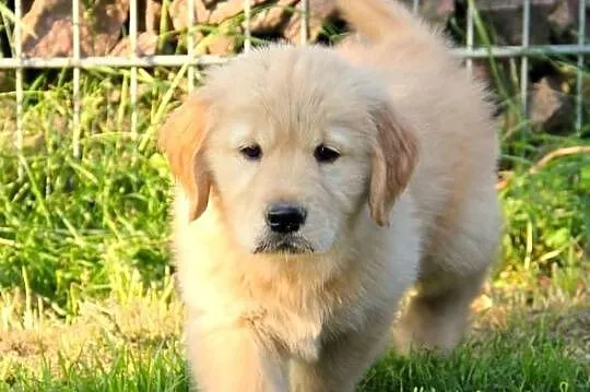 Chłopaki linii Amerykański Golden Retriever, Opolskie, Kędzierzyn-Koźle