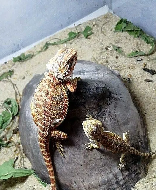 Agama Brodata, Śląskie, Bytom