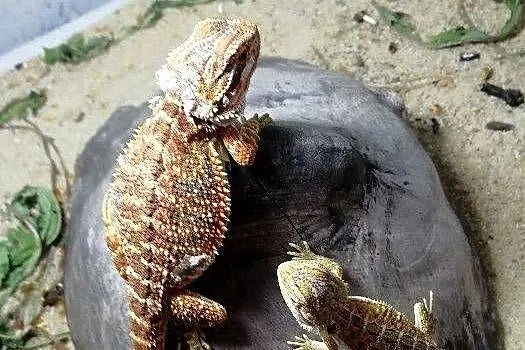 Agama Brodata, Śląskie, Bytom