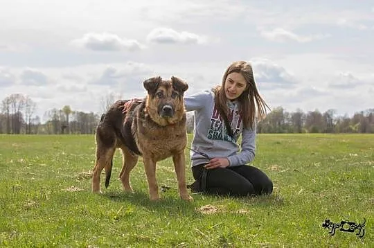 Cezar, spokojny, nieabsorbujący mix OWCZARKA szuka