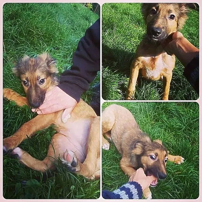 Wesoły, pocieszny SZCZENIAK, cudna suczka do adopc