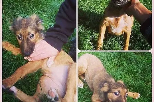 Wesoły, pocieszny SZCZENIAK, cudna suczka do adopc
