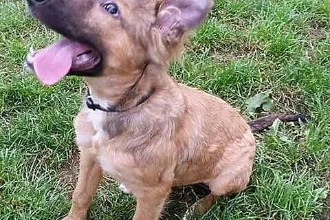 Wesoły, pocieszny SZCZENIAK, cudna suczka do adopc