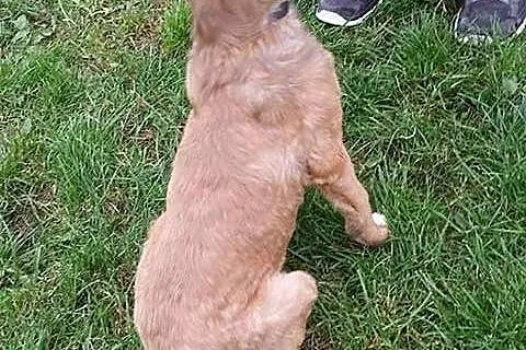 Wesoły, pocieszny SZCZENIAK, cudna suczka do adopc