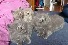Kocięta Brytyjskie Niebieskie Liliowe, Piekary Śląskie , 