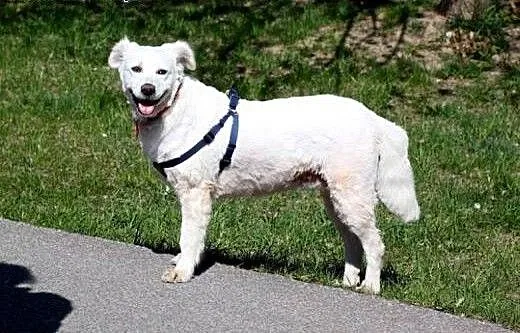 Shanti, czyli prawdziwy ideał!, mazowieckie Warsz
