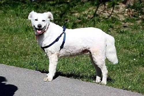 Shanti, czyli prawdziwy ideał!,  mazowieckie Warsz