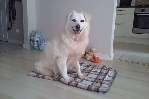 Shanti, czyli prawdziwy ideał!,  mazowieckie Warsz