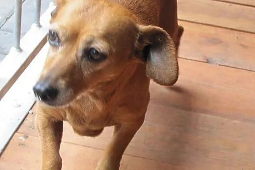 Perełka, sunia porzucona w lesie prosi o domek,  m