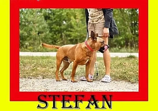Energiczny,ruchliwy,przyjazny w stosunku do ludzi,