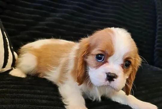 Cavalier sunia z czteropokoleniowym rodowodem, Śląskie, Żarki