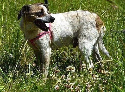 Drupi - przystojny piesio poleca się do adopcji :)