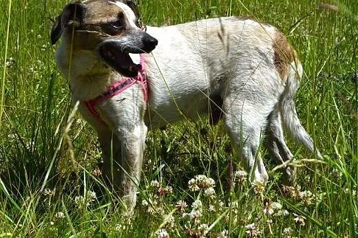 Drupi - przystojny piesio poleca się do adopcji :)
