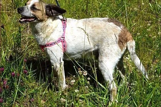 Drupi - przystojny piesio poleca się do adopcji :)