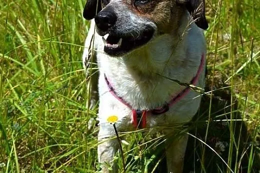 Drupi - przystojny piesio poleca się do adopcji :)