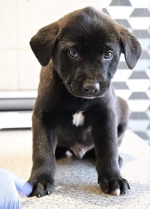 TOBI wesoły rezolutny szczeniaczek kochający ludzi poleca się do adopcji , Kundelki cała Polska,