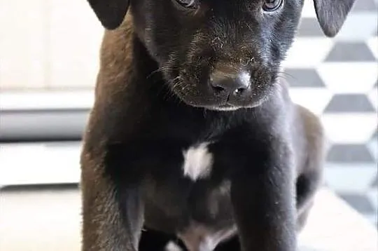 TOBI wesoły rezolutny szczeniaczek kochający ludzi poleca się do adopcji ,  Kundelki cała Polska, 