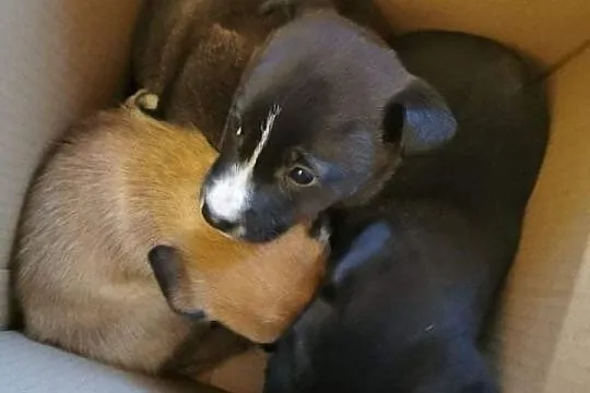 TOBI wesoły rezolutny szczeniaczek kochający ludzi poleca się do adopcji ,  Kundelki cała Polska, 