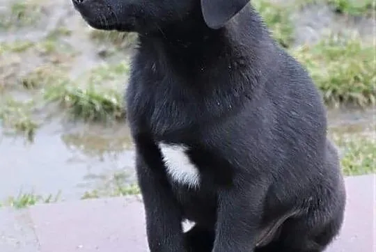 TOBI wesoły rezolutny szczeniaczek kochający ludzi poleca się do adopcji ,  Kundelki cała Polska, 
