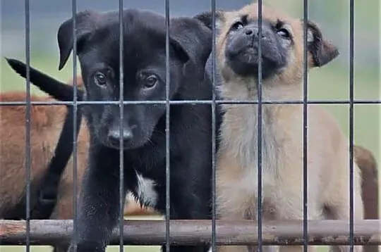 TOBI wesoły rezolutny szczeniaczek kochający ludzi poleca się do adopcji ,  Kundelki cała Polska, 