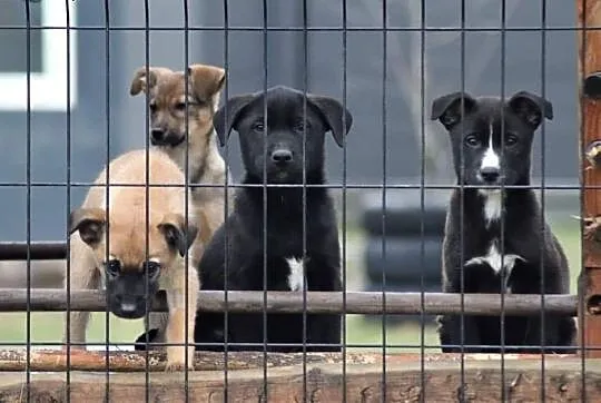 TOBI wesoły rezolutny szczeniaczek kochający ludzi poleca się do adopcji ,  Kundelki cała Polska, 