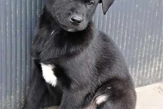 TOBI wesoły rezolutny szczeniaczek kochający ludzi poleca się do adopcji ,  Kundelki cała Polska, 
