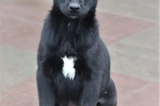 TOBI wesoły rezolutny szczeniaczek kochający ludzi poleca się do adopcji ,  Kundelki cała Polska, 