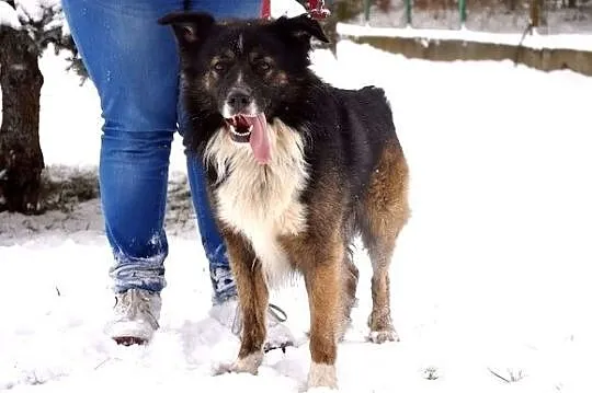 Atos - pozytywnie zakręcony, australijski wariat :