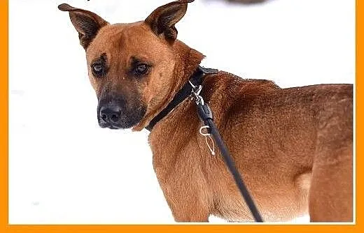 Młody 1 rok ,średni 18 kg ,energiczny,wesoły psi