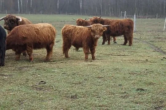 Bydło Highland Cattle