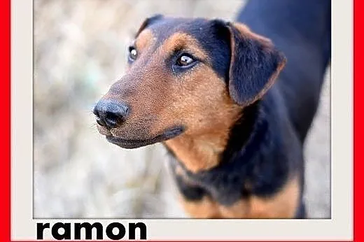 RAMON,jagdterrier mix,młody,łagodny,wesoły piesek.ADOPCJA,  małopolskie Kraków