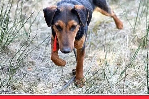 RAMON,jagdterrier mix,młody,łagodny,wesoły piesek.
