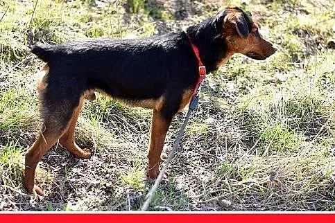 RAMON,jagdterrier mix,młody,łagodny,wesoły piesek.