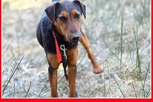 RAMON,jagdterrier mix,młody,łagodny,wesoły piesek.