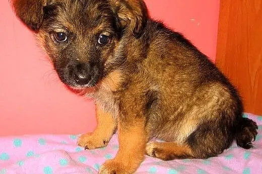 malenka sunia 2,5 miesiaca,adopcja!!,  świętokrzyskie Kielce