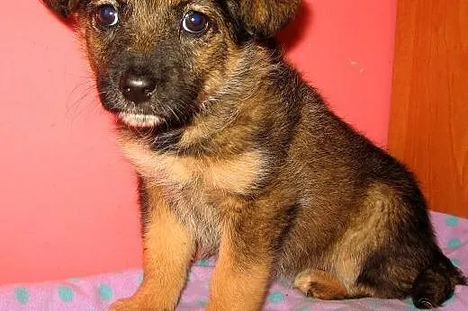 Malenka sunia 2,5 miesiaca,adopcja!!,  świętokrzys