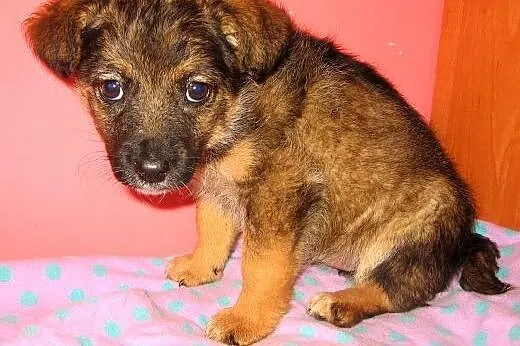 Malenka sunia 2,5 miesiaca,adopcja!!,  świętokrzys