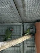 Sprzedam dorosłą parę Aleksandretta chińska (Psittacula derbiana)