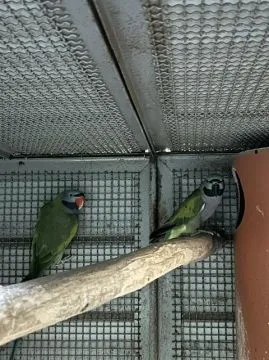 Sprzedam dorosłą parę Aleksandretta chińska (Psittacula derbiana), Wielkopolskie, Rawicz