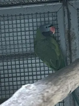 Sprzedam dorosłą parę Aleksandretta chińska (Psittacula derbiana), Wielkopolskie, Rawicz