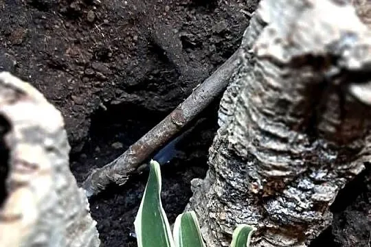 Sprzedam używane terrarium stan db, jedno małe pęknięcie widoczne na ostatn, Świętokrzyskie, Sandomierz